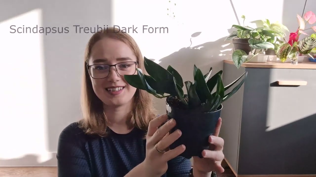 💚 (to nie) VLOG #2 Nowe rośliny, przesadzanie + marudzenie o targach!
