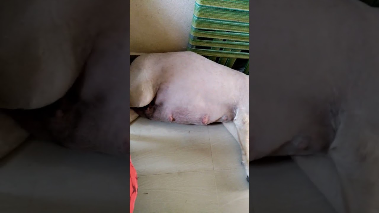 63 days pregnancy Labrador dog Lucy today delivery 🐶