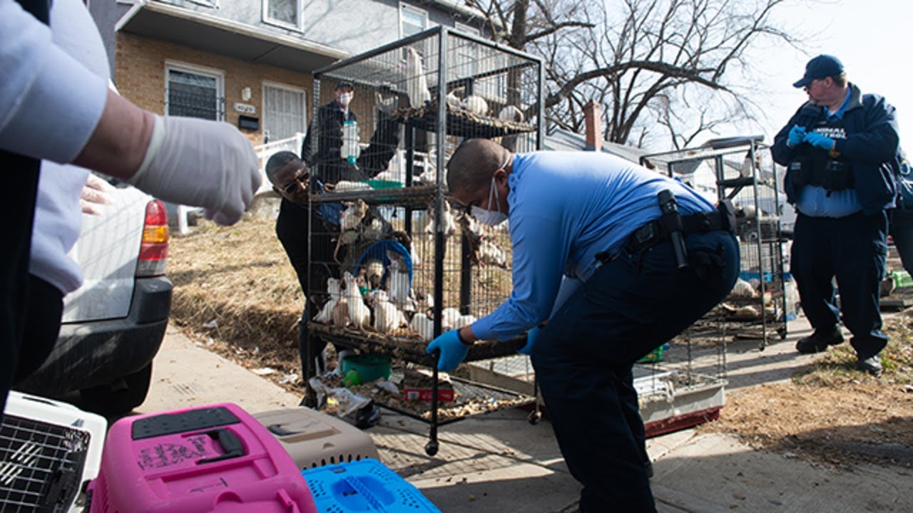 Nearly 300 'emotional support' lab rats, rabbits, other animals removed from Kansas City home
