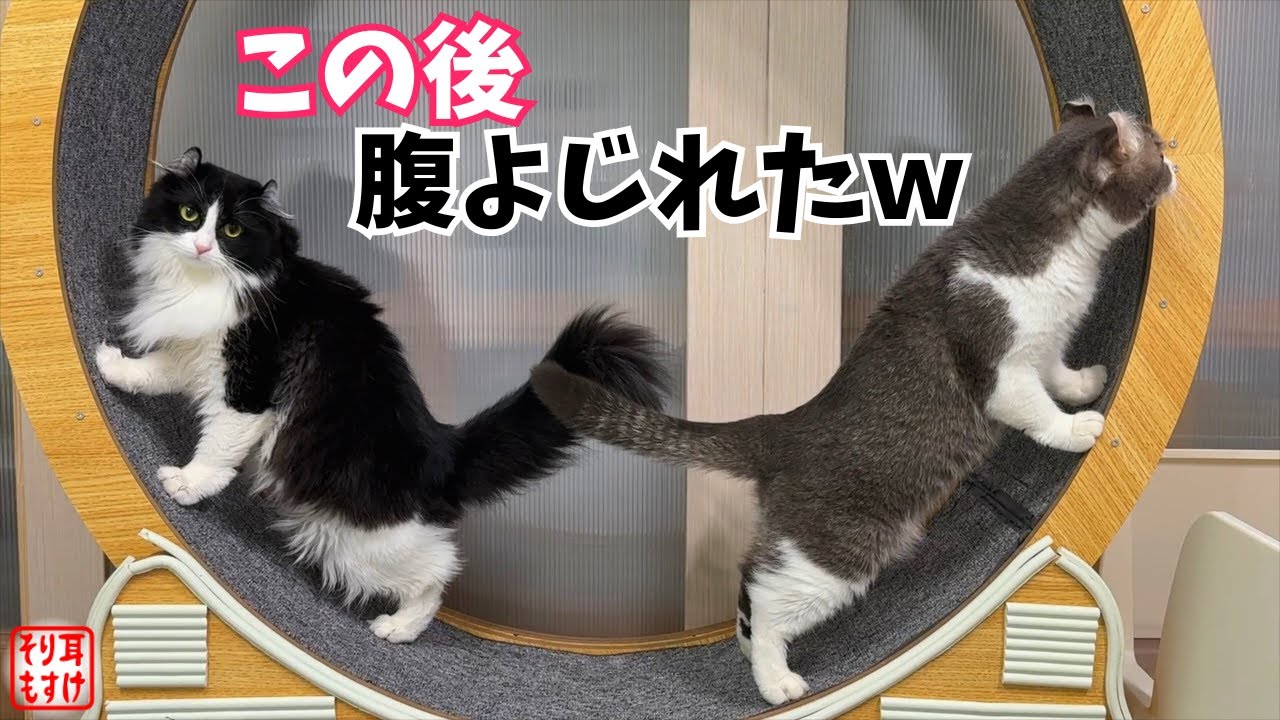 【爆笑】まるで人間みたいなコントを始めた猫たちに大笑いw