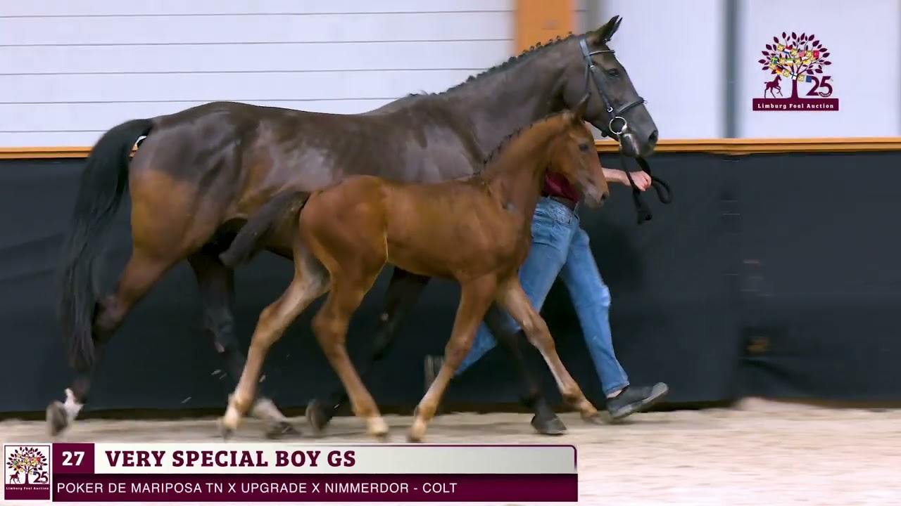 27. Very Special Boy GS  (Poker de Mariposa TN x Upgrade)