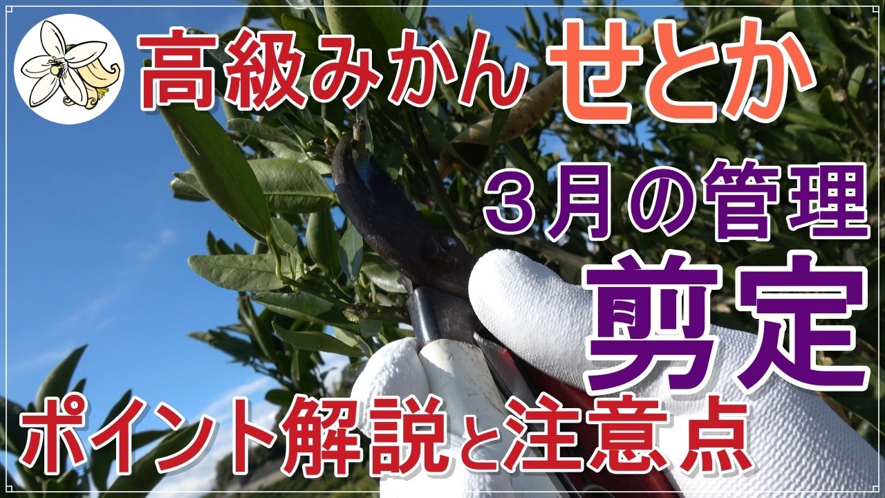 【３月の管理】せとかの性質と剪定【高級柑橘】