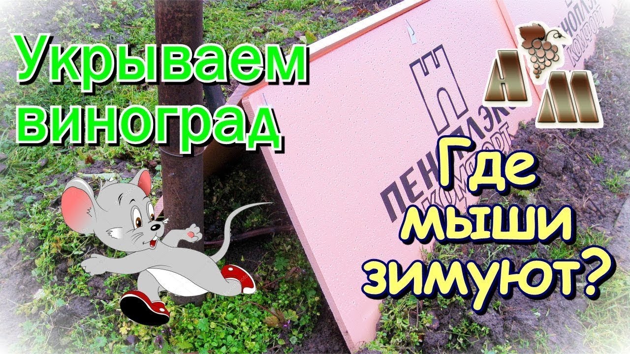 🍇 Укрытие винограда на зиму - 2.  Повреждение мышами