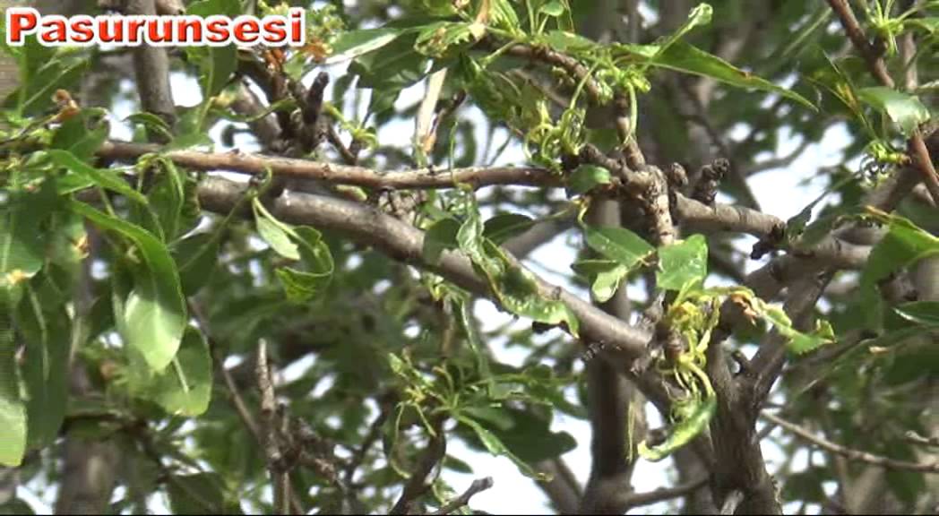 KÖYÜ ÇEKİRGELER BASTI 1 pasurunsesi