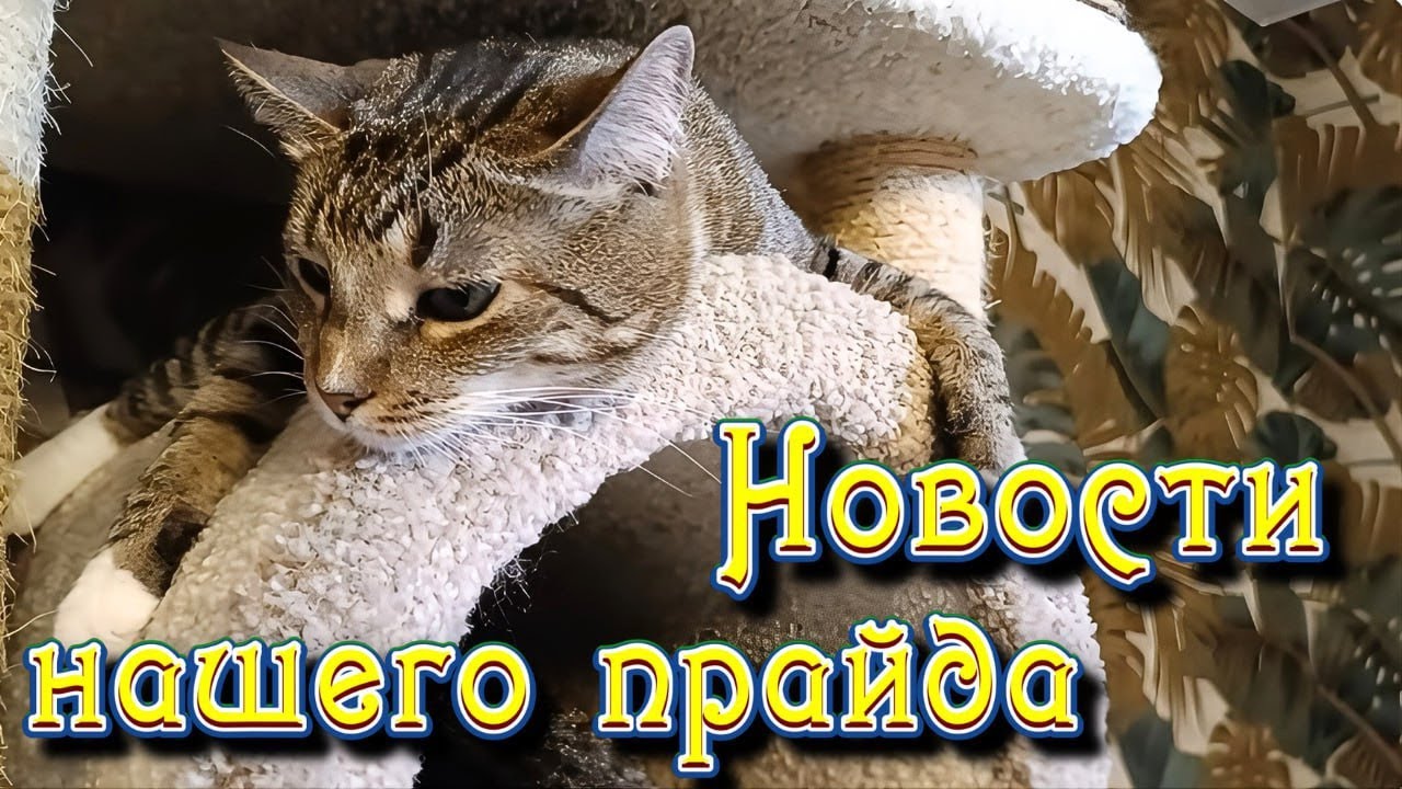 Новости нашего прайда. 