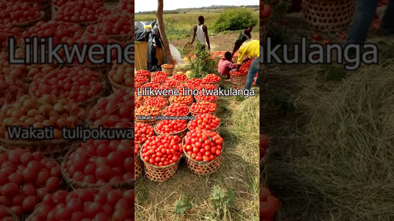 Insima Iyakukala(Wimbo wa Kifipa)- Sun T Lyrics+tafisiri ya Kiswahili by Mato Fali