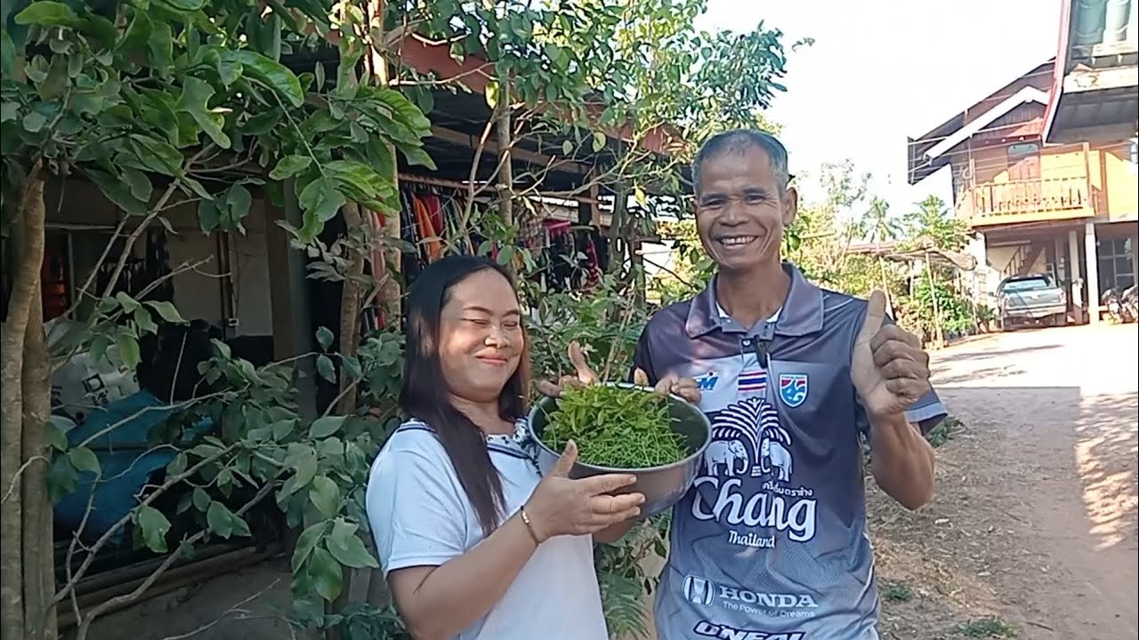 เก็บผักหวานที่ปลูกไว้ข้างบ้าน