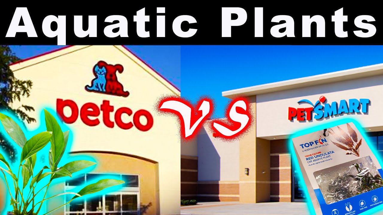 Petco vs Petsmart Aquatic Plants: Which is BEST?🌱💦🌿