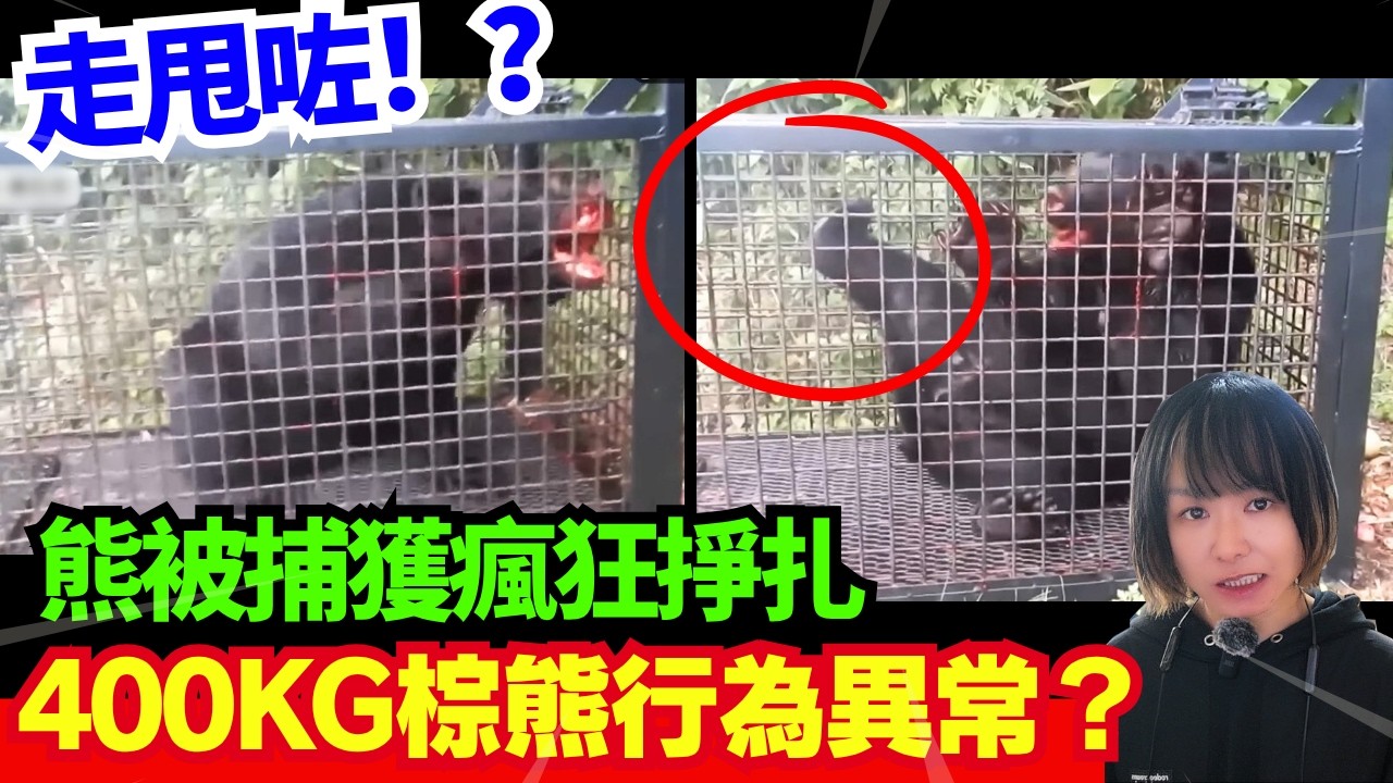 【日本熊出沒🚨】熊闖入偷食雞仔！400KG棕熊行為異常、瘋狂搖陷阱籠？60年經驗獵人遭熊突擊！熊連環襲擊事件 | 日本新聞報導 | CC中文字幕 #熊出沒 #柴犬 #廣東話 #新聞 #突發