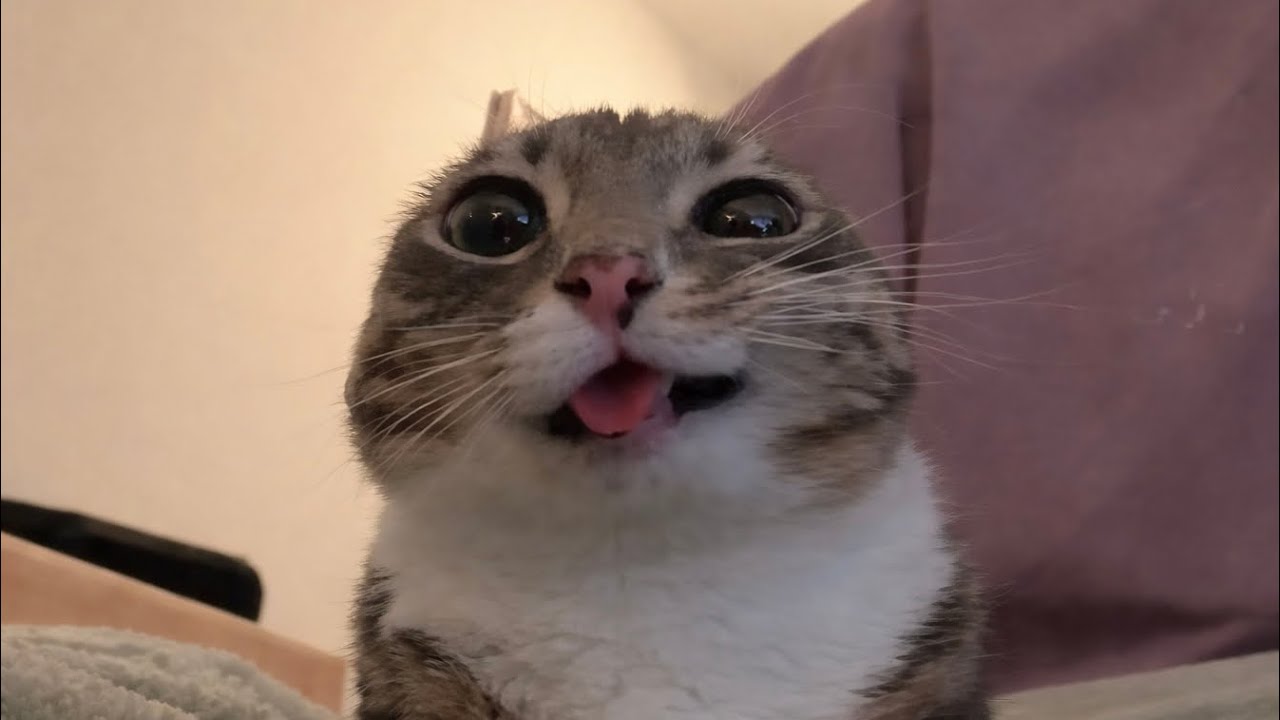 you laugh, you lose! 😹 | funniest cat compilation
