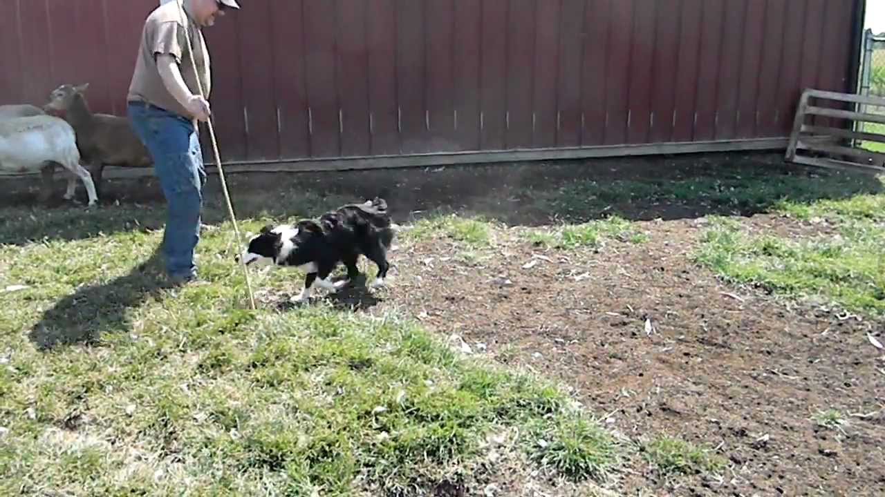 Coda herding instinct test 2 of 2 (8 months old)