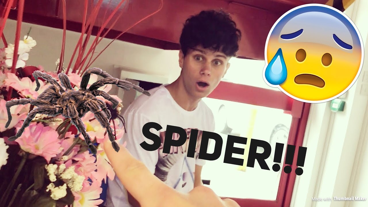 WE SAW A MASSIVE SPIDER!🕷😱
