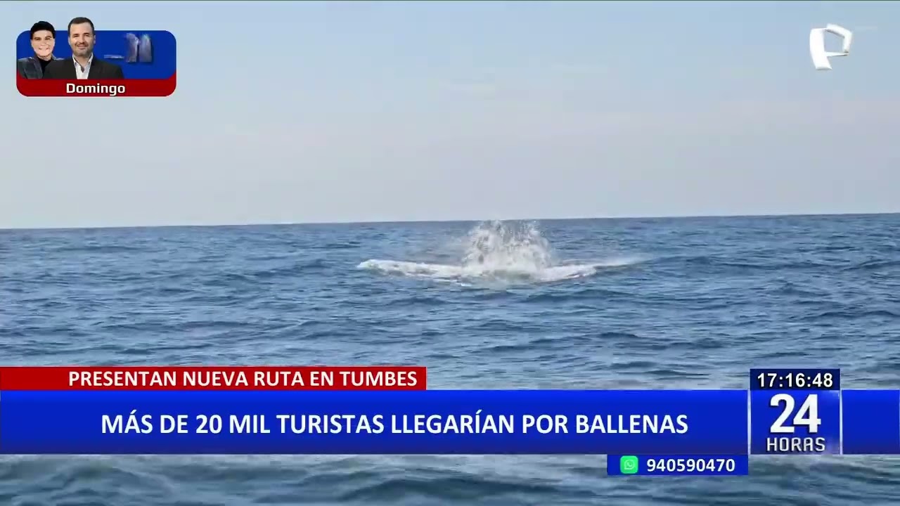 Lanzan nueva ruta por avistamiento de ballenas en Tumbes
