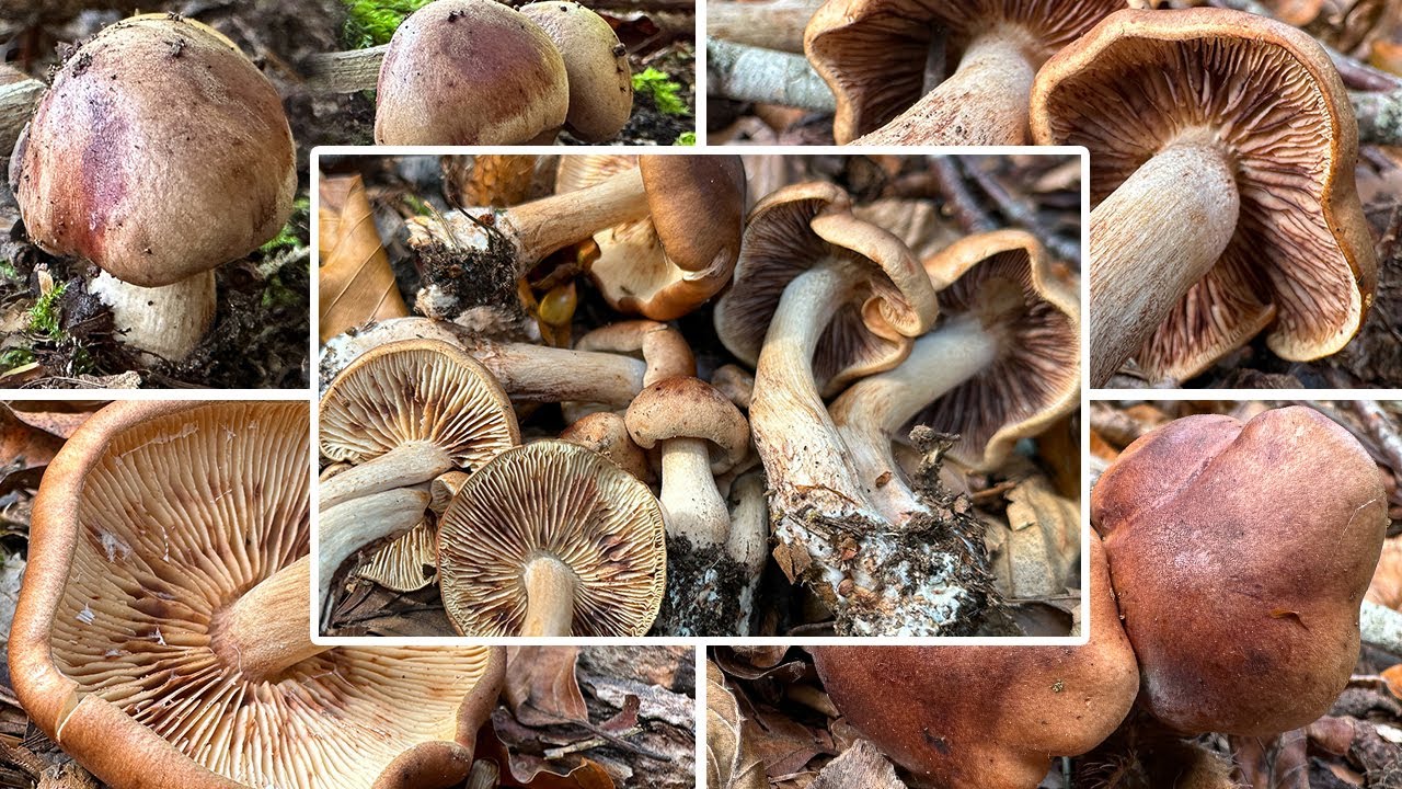 Brandiger Ritterling essbar? | Verwechslung | Brauner Laubwald-Ritterling, Tricholoma ustale