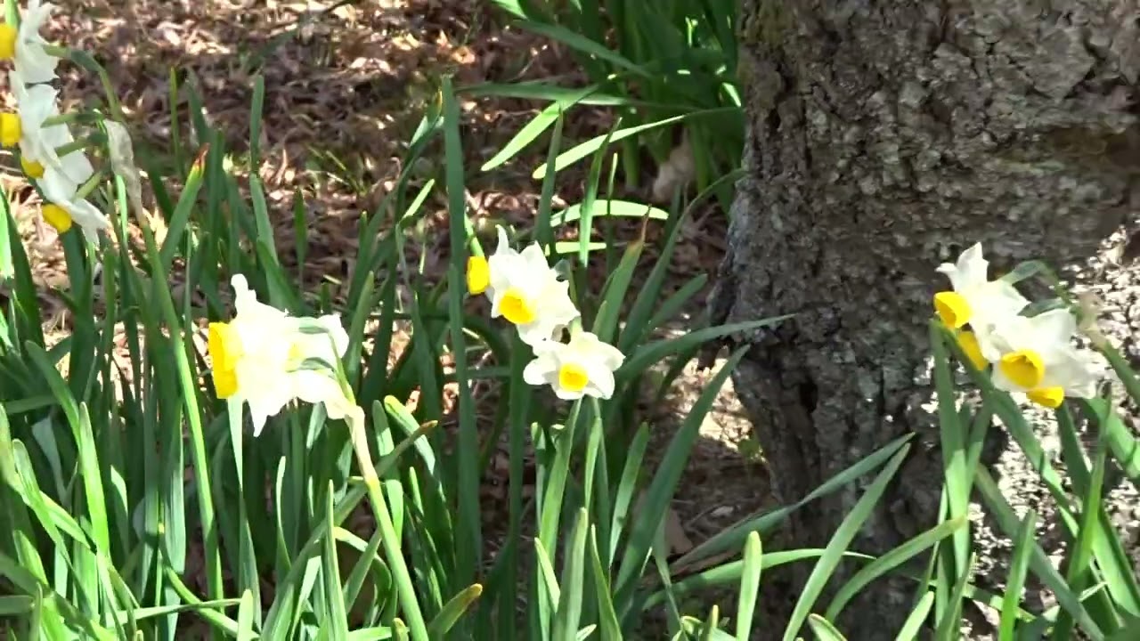 須磨離宮公園令和８年２月２４日（火）ｺﾁｮｳﾗﾝその２２ムービーショー