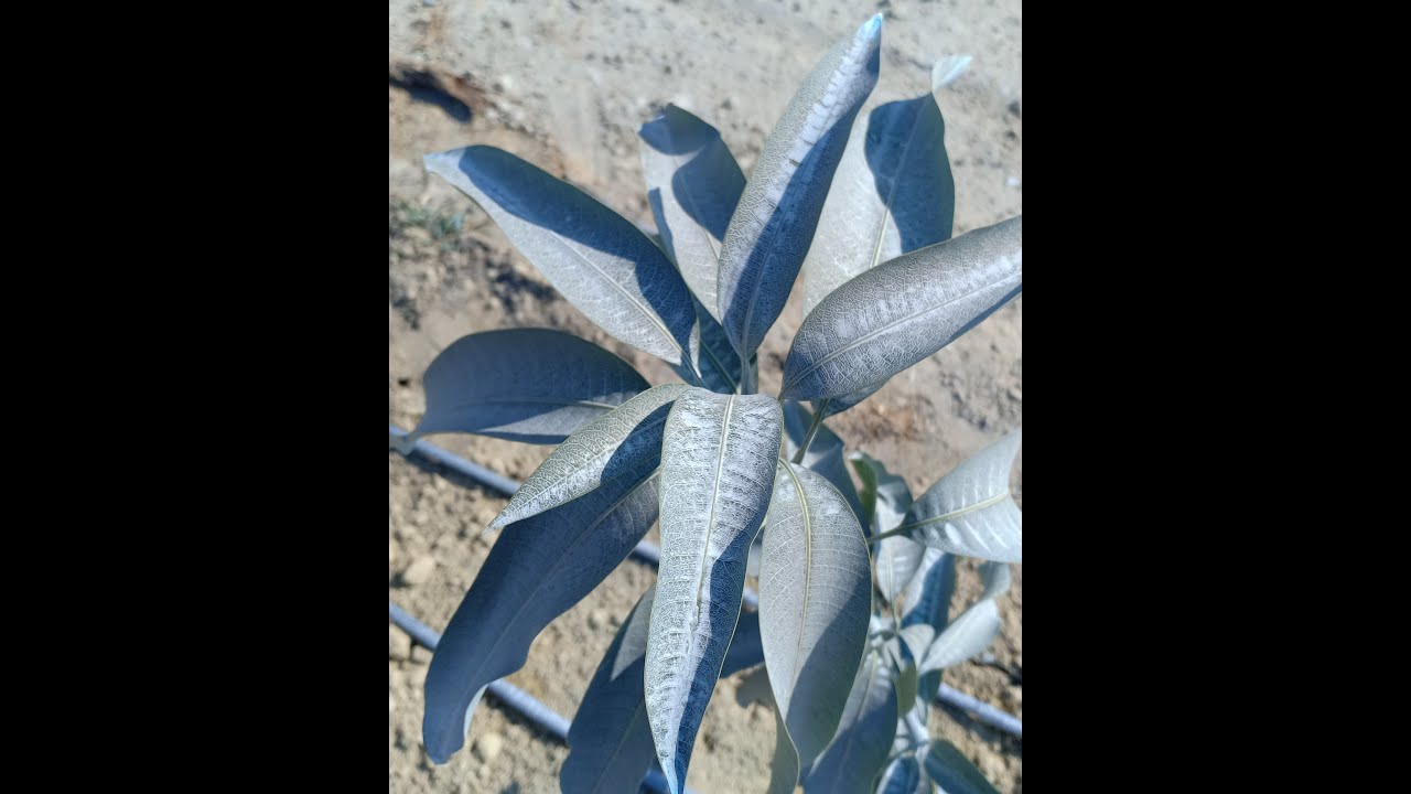 شاهد أزاي تحافظ علي الشتلات المانجو من أشعة الشمس  الضارة بعد خروجها من المشتل | Mango