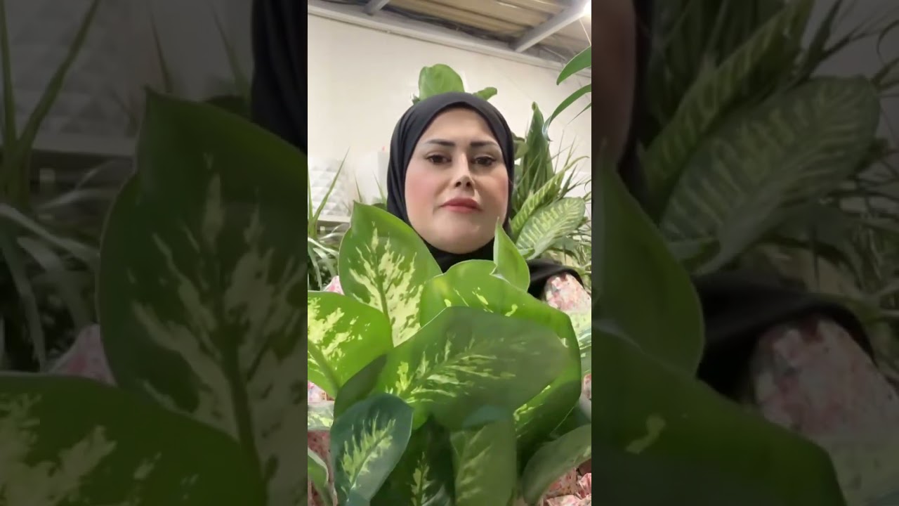 ڕێنمایی گرنگ دەربارەی دفن باخیا
