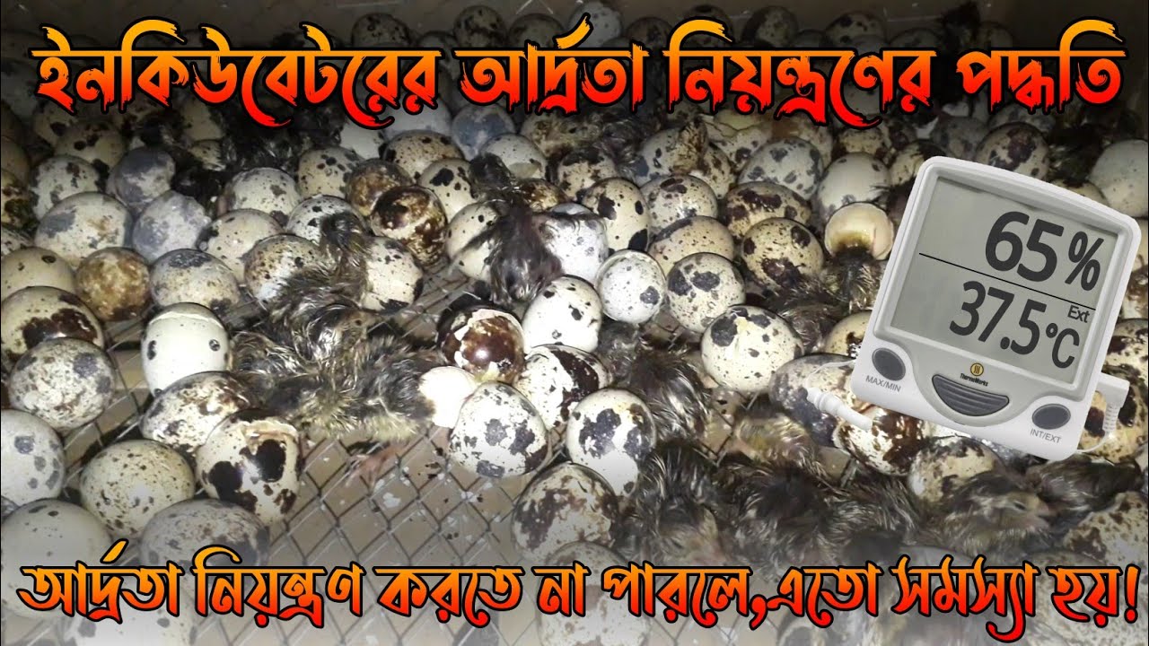 ইনকিউবেটরে আর্দ্রতা ঠিক রাখার কৌশল || How to control humidity of the incubator || আর্দতা নিয়ন্ত্রণ।