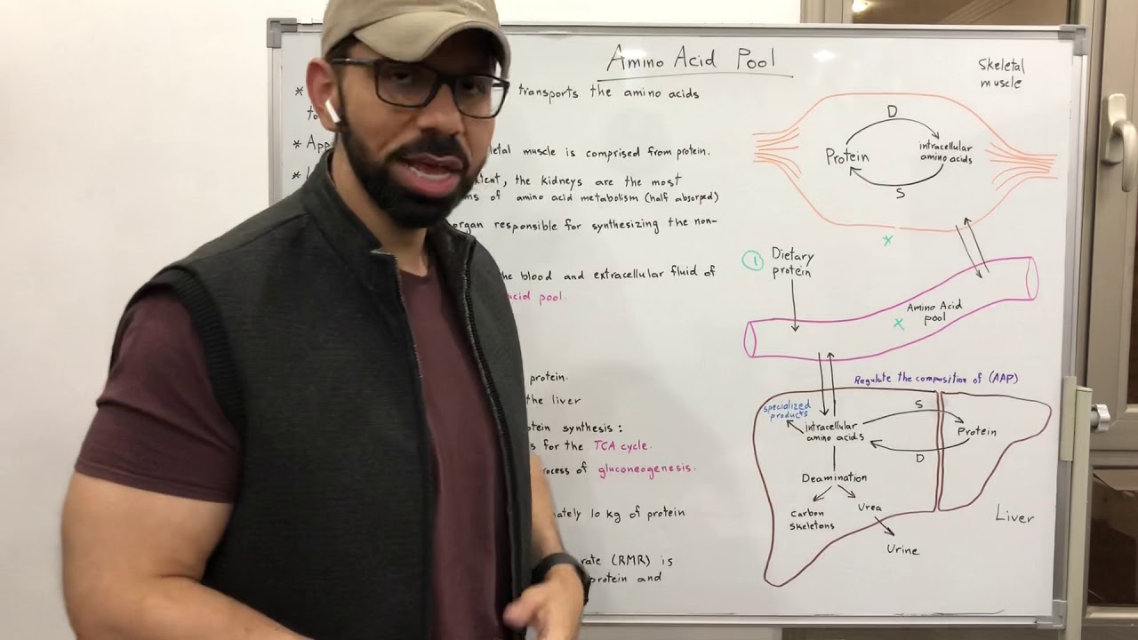 Amino Acid Pool