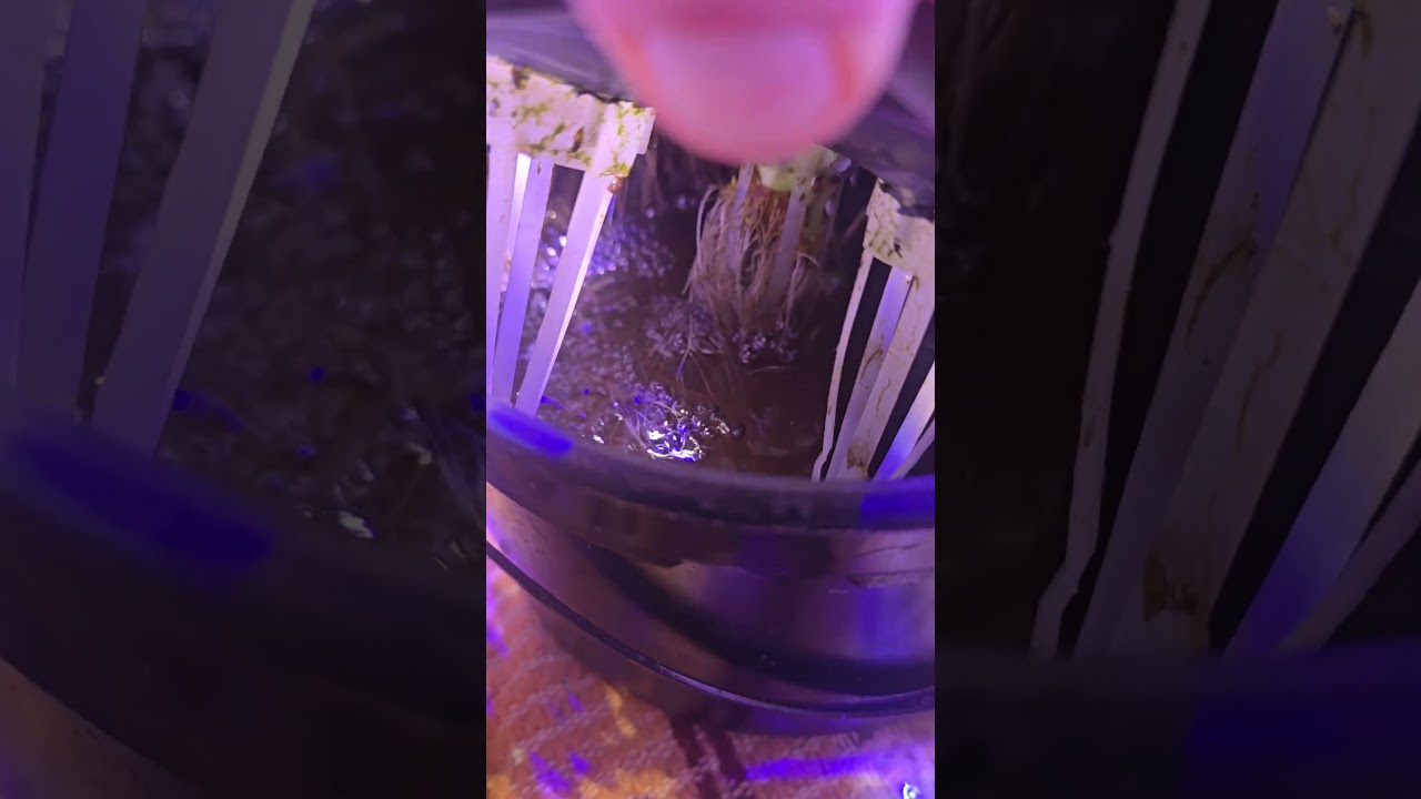 #diy  hydroponic system #deepwaterculture