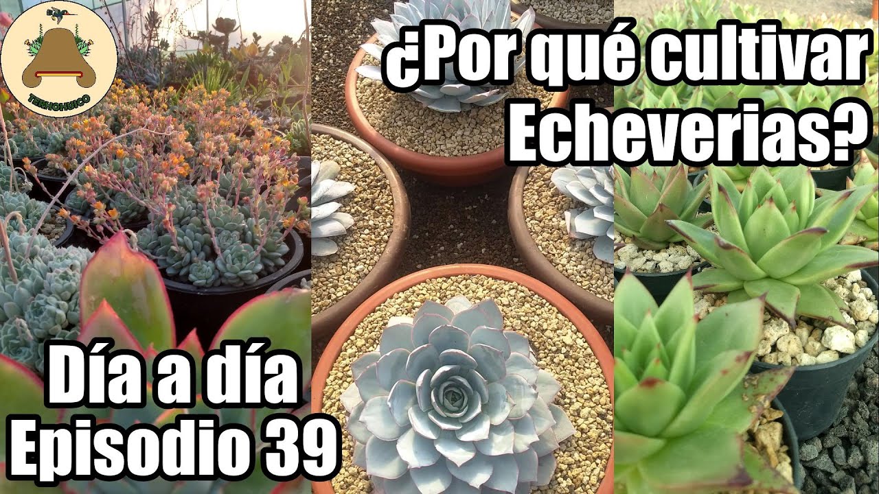 ¿Por qué cultivar Echeverias? Día a día en un vivero de suculentas. Episodio 39.