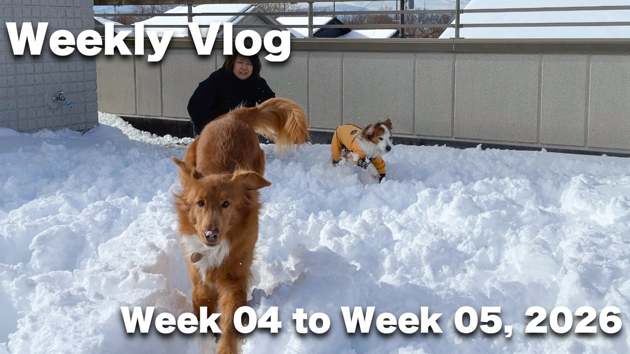 積雪30cm！屋上ドッグランで大はしゃぎするMamaと犬たち [週刊・月刊VLOG] [Week 04 to Week 05, 2026]コーイケル | ノヴァスコシアダックトーリングレトリバー