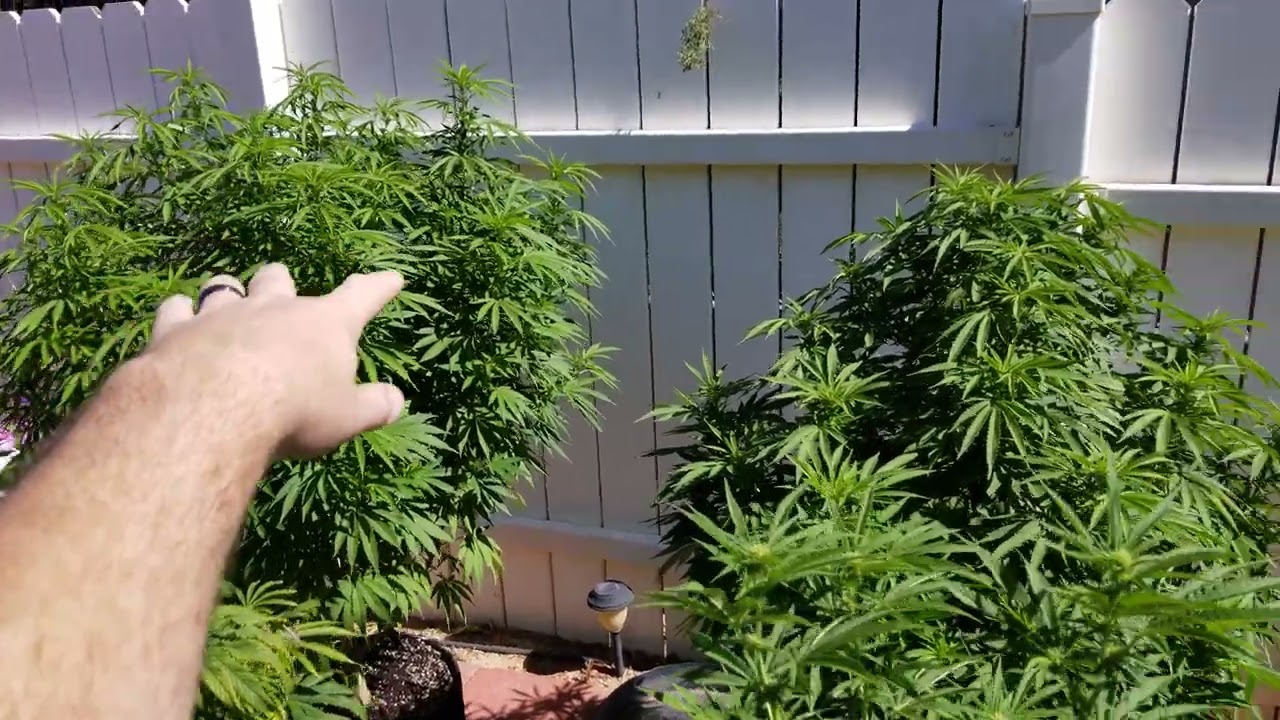 Outdoor Cannabis Garden pt 8 - Week 2 Flower