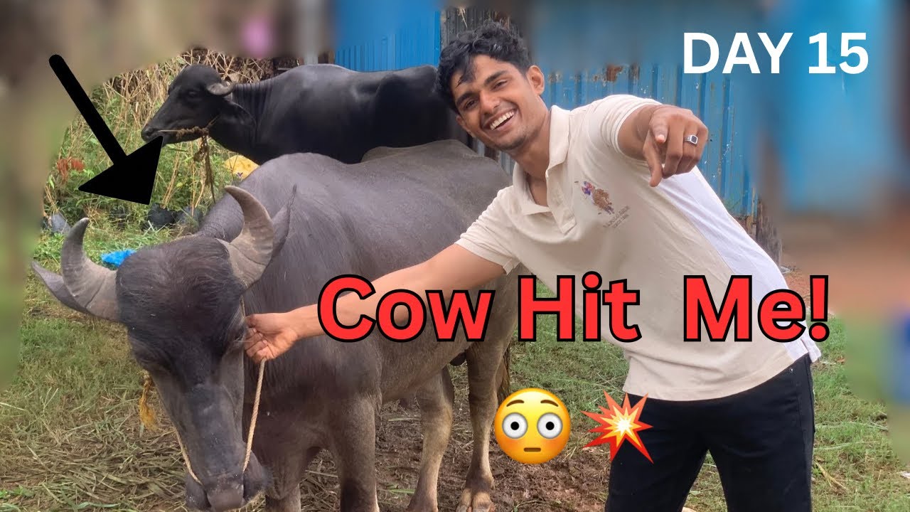 Morning Vlog Turned Wild! പശു തലക്ക് അടിച്ചു 😳🐄