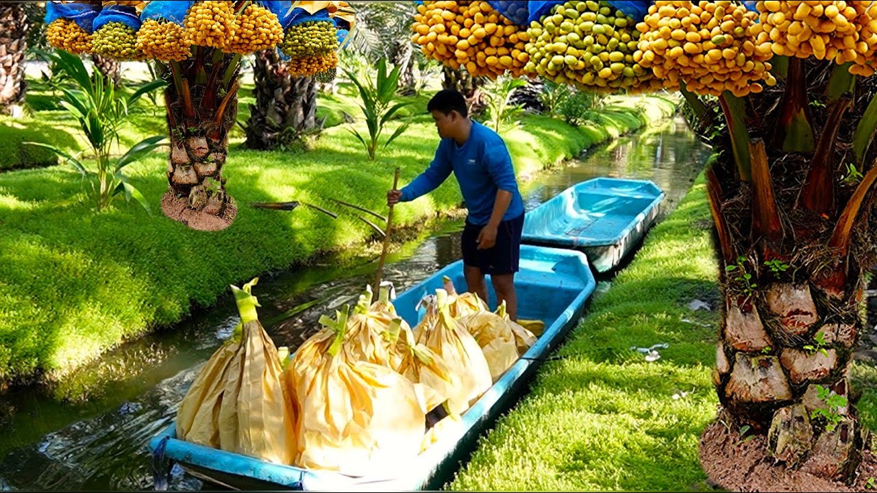 Dates Palm Harvesting! How Thai Farmer Harvest Dates Palm | Thailand Farm