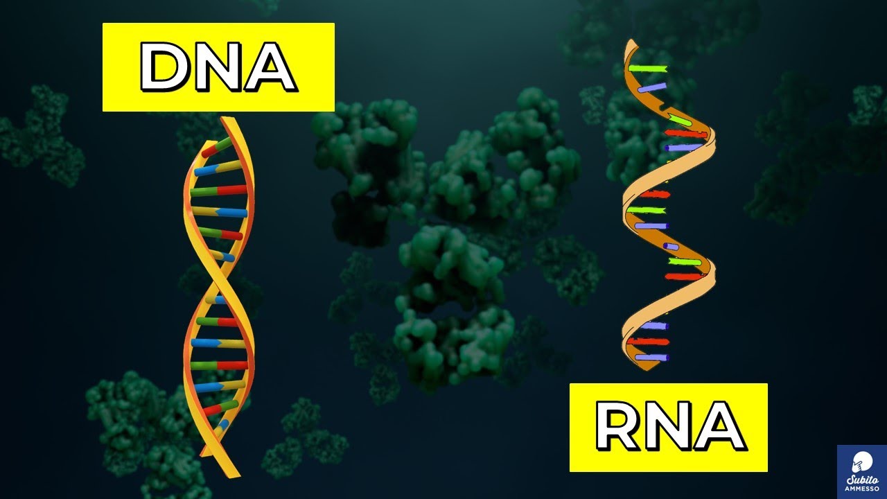 Acidi Nucleici DNA e RNA in 8 minuti