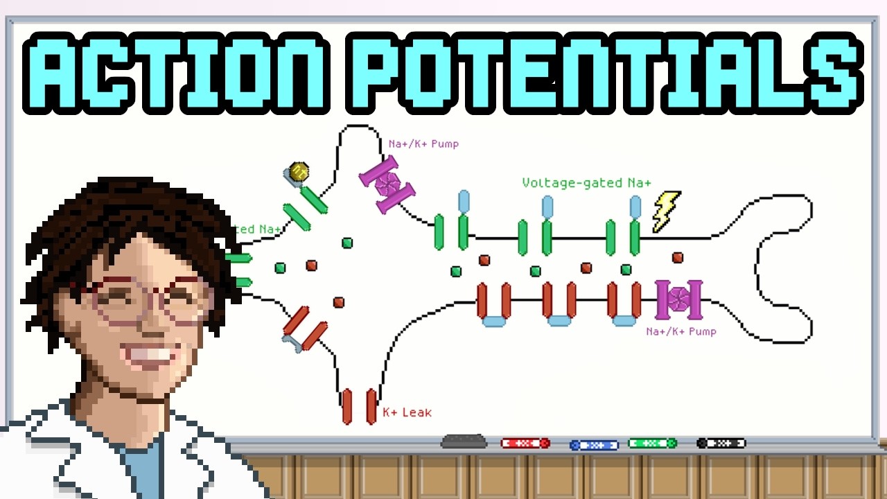 Neuron Action Potential