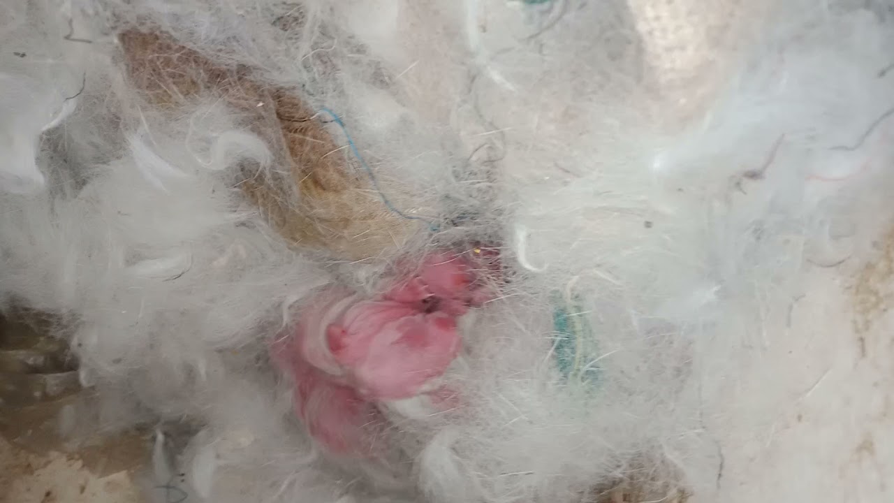 tavşan tüylerini neden yolar? tavşan yavrulari , tavşan yuvası , bebek tavşanlar