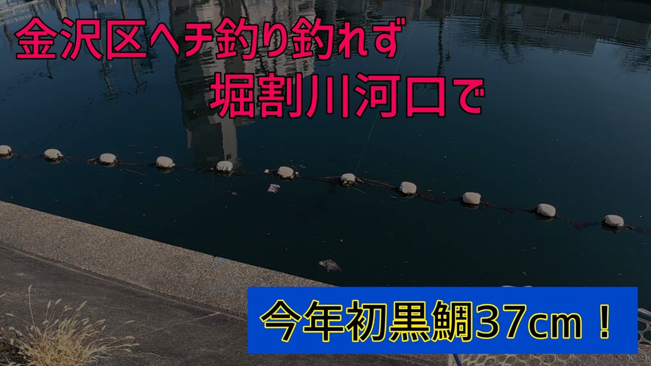 [2月15日]金沢区ヘチ釣り…釣れず堀割川河口で今年初黒鯛37cm！#fishing #ヘチ釣り