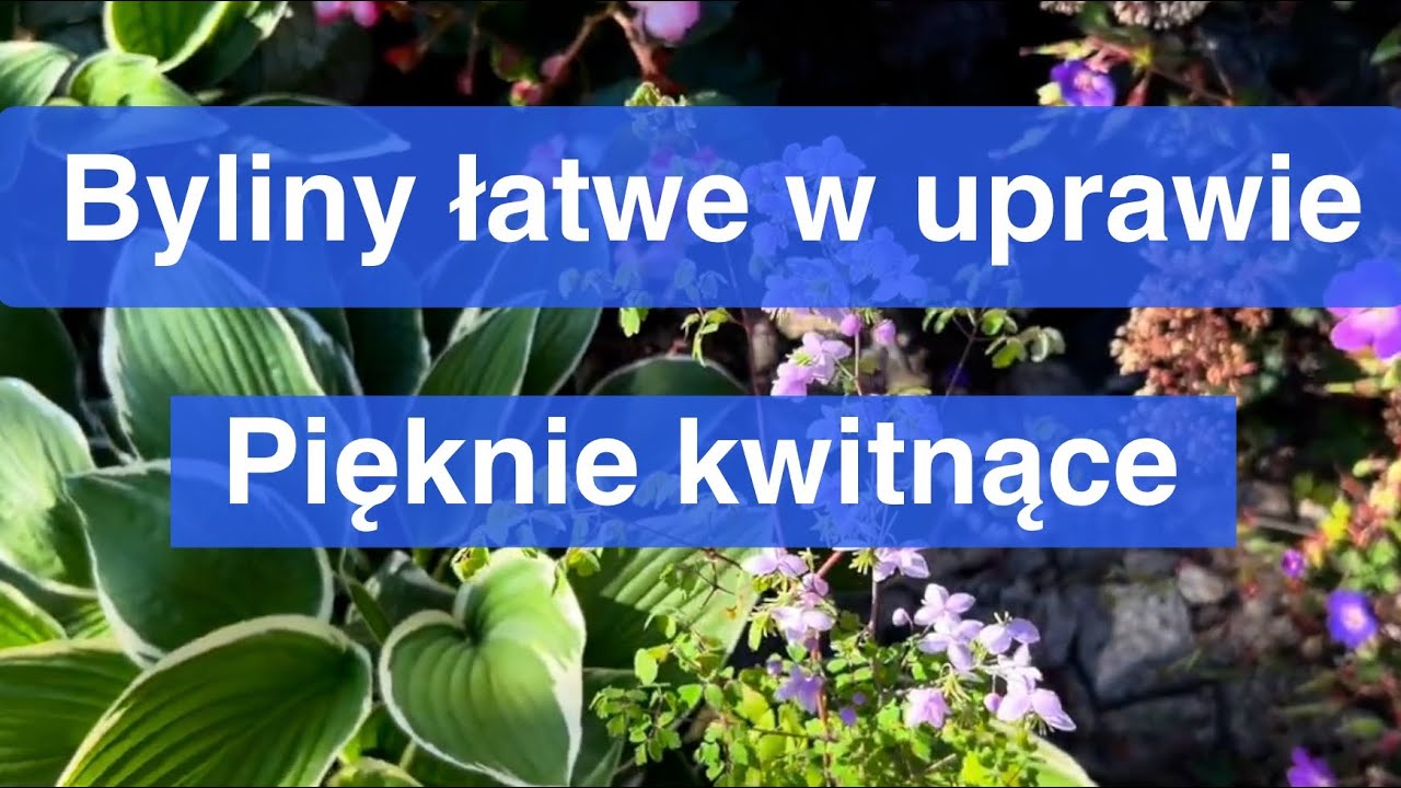 Harmonia i kolor. Moje polecenia na każdą rabatę 