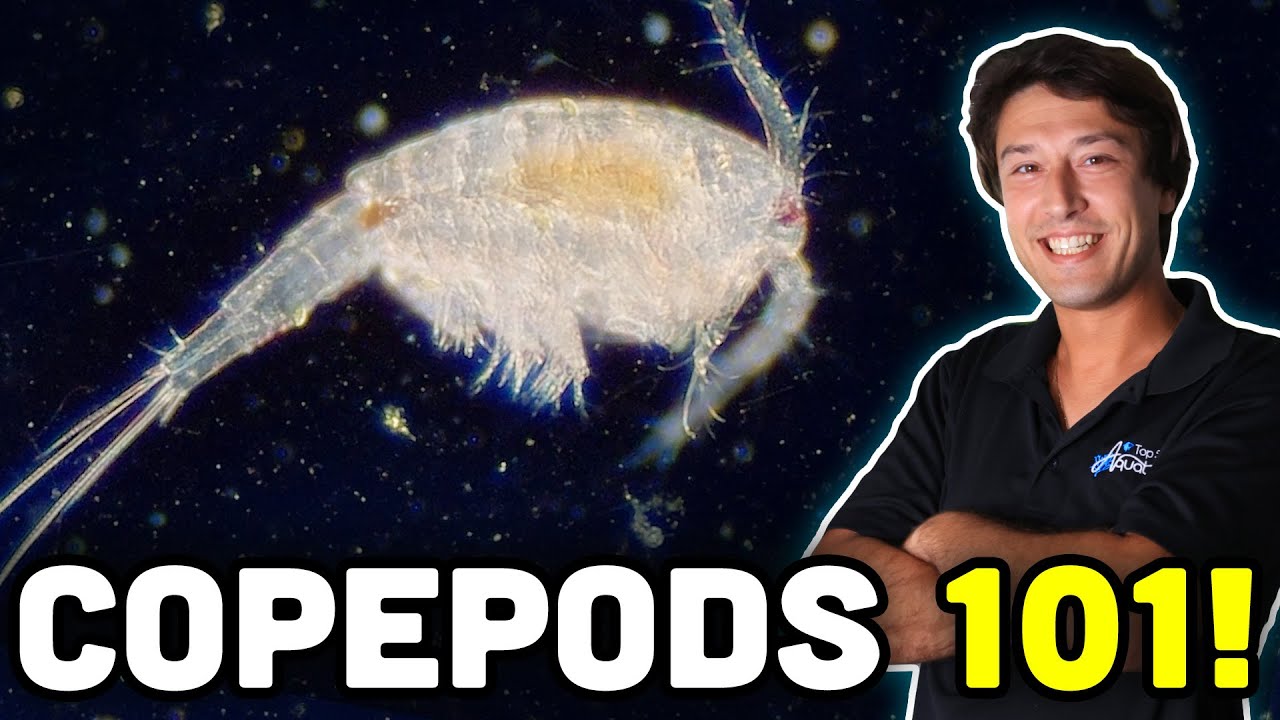 Веслоногие рачки 101: все, что ВАМ нужно знать о стручках!