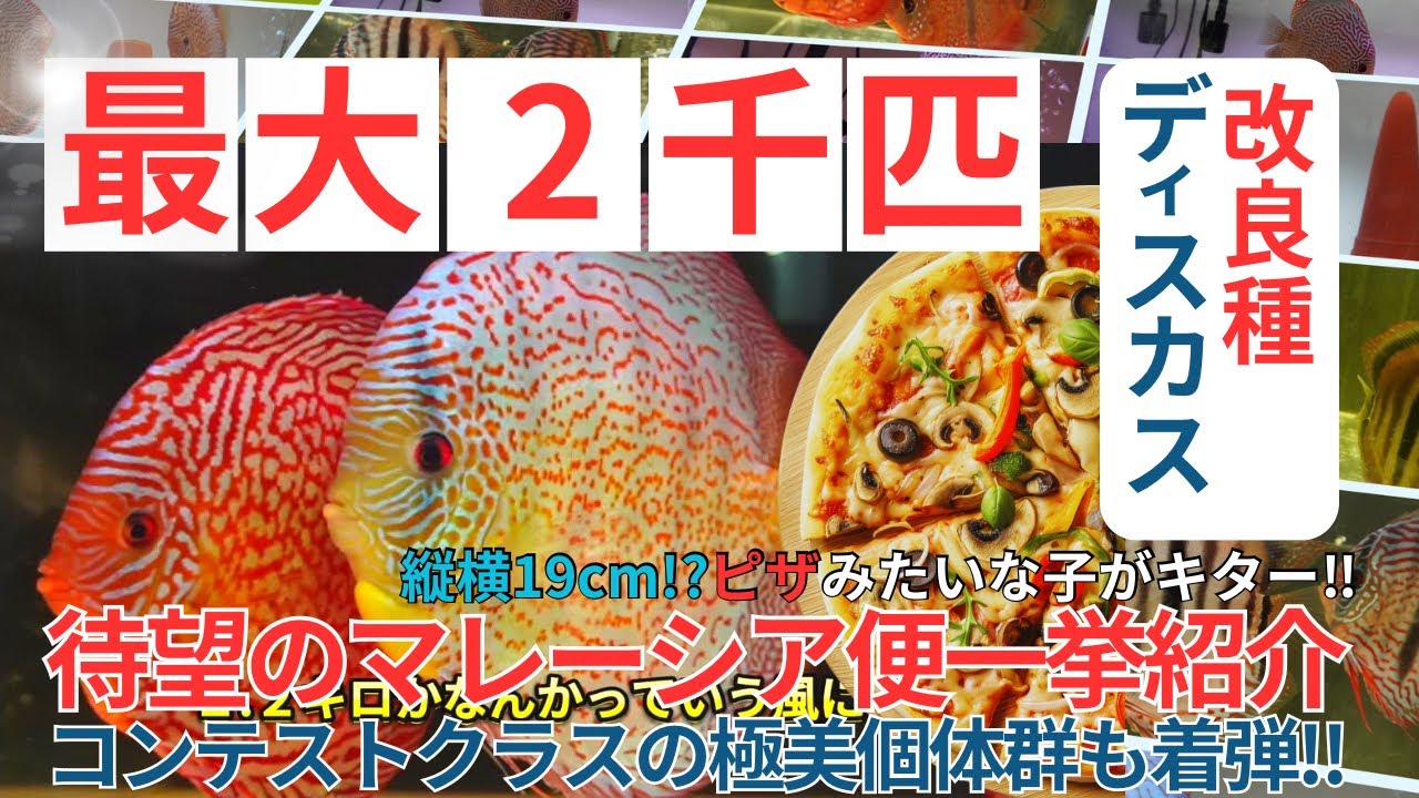 国内最大級のディスカス在庫量！！ピザサイズの巨大な改良種ディスカスがマレーシア便で入荷。コンテストクラスの超極美個体群も大量集結。140匹以上を一挙紹介。熱帯魚アクアリウム水槽で繁殖副業ブリーダー