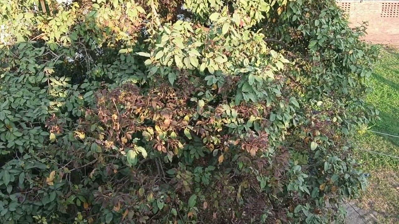गर्मी के मौसम में भी ठंडी ठंडी हवाएं#nature 