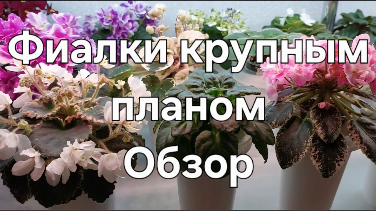 Фиалки крупным планом. Обзор.