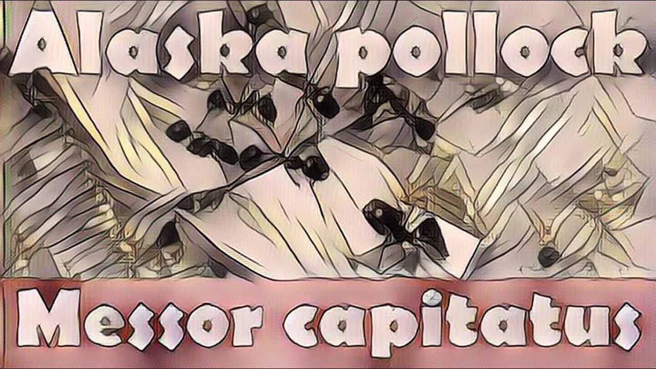 🐜 Messor capitatus & Filet z łososia norweskiego - Theragra chalcogrammus