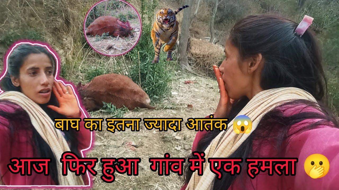 बाग का इतना ज्यादा आतंक 😱, आज फिर हुआ गांव में एक हमला 🫢।।#priya vlogs uttrakhandi #//