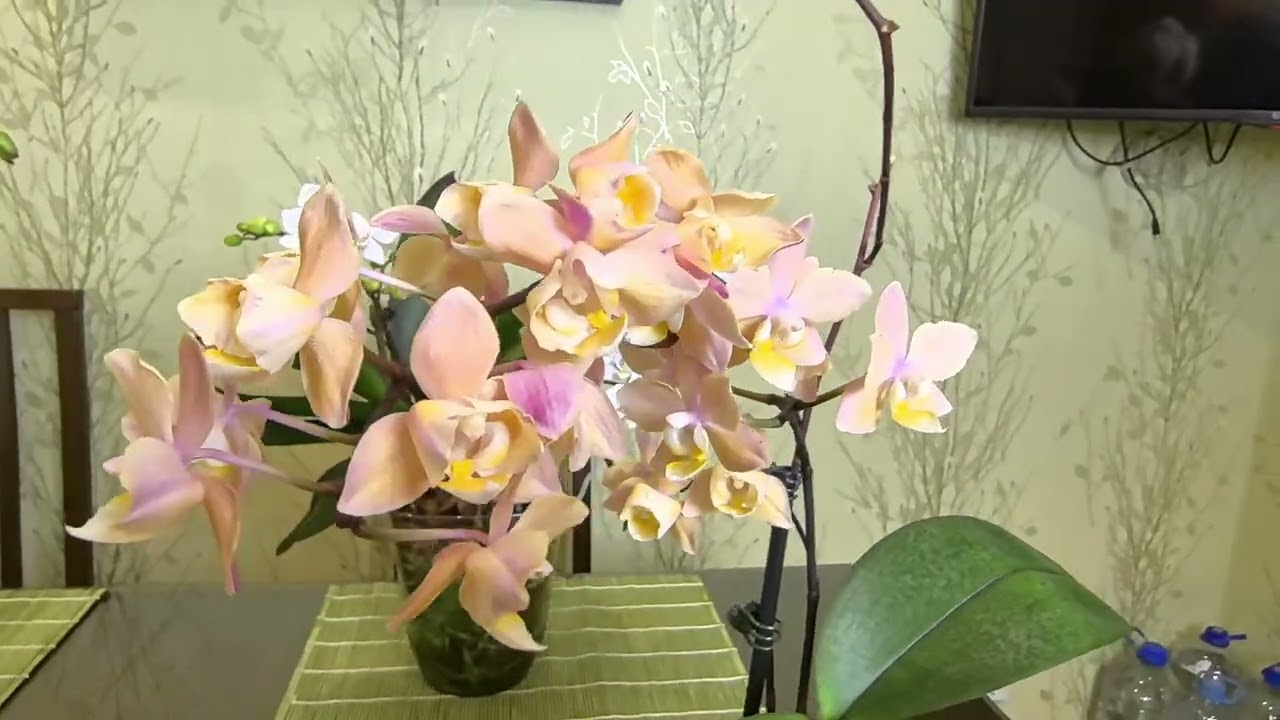 Орхидеи с букетами и каскадами. Мутация Откуда. Коричневыми пятнами на листьях. Как лечила.