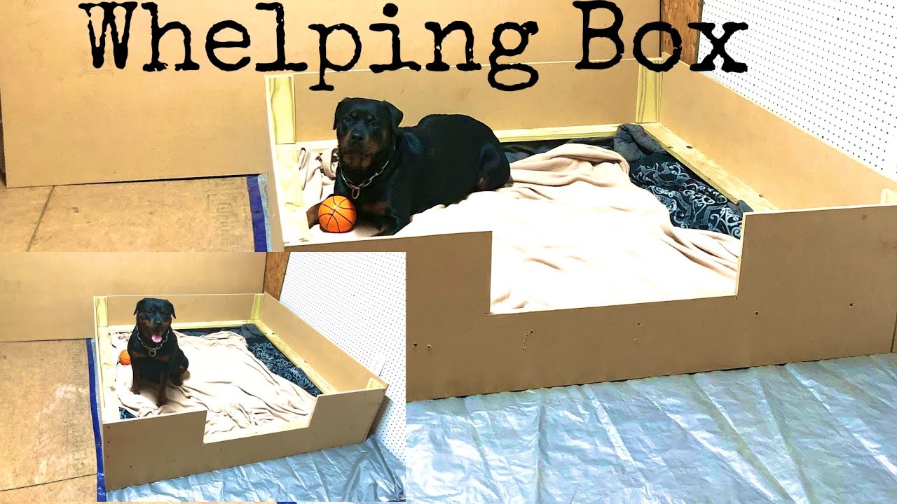 How to DIY a Whelping Box: For Large Breeds