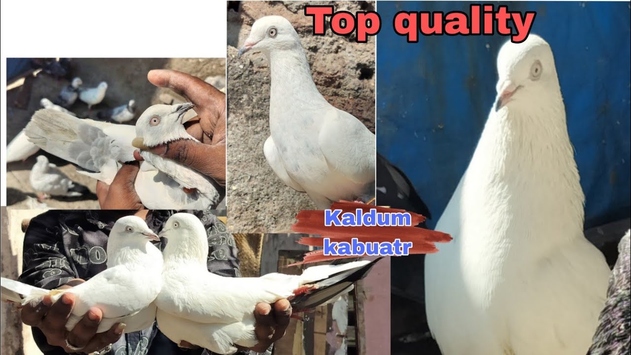 🥰..Kaldume, Sambhal wale,, 🕊️👆#kabutar Location Malad East #mumbai #sale #pigeon  Quality,😱#shouk 
