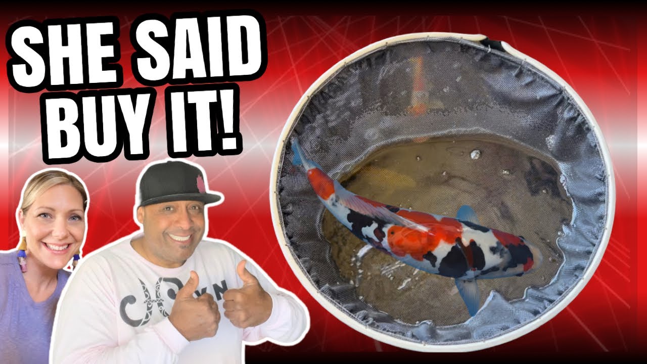 SHE TOLD ME TO BUY THIS KOI FISH!