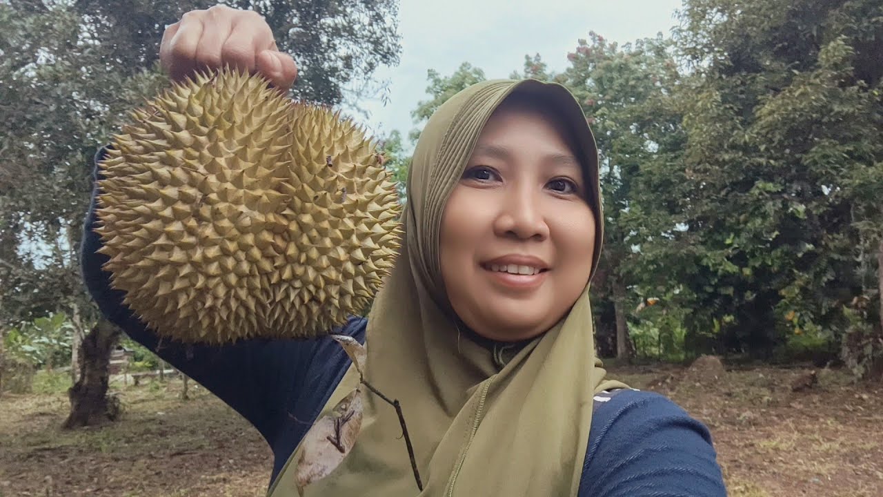 Aktifitas di kebun nunggu durian