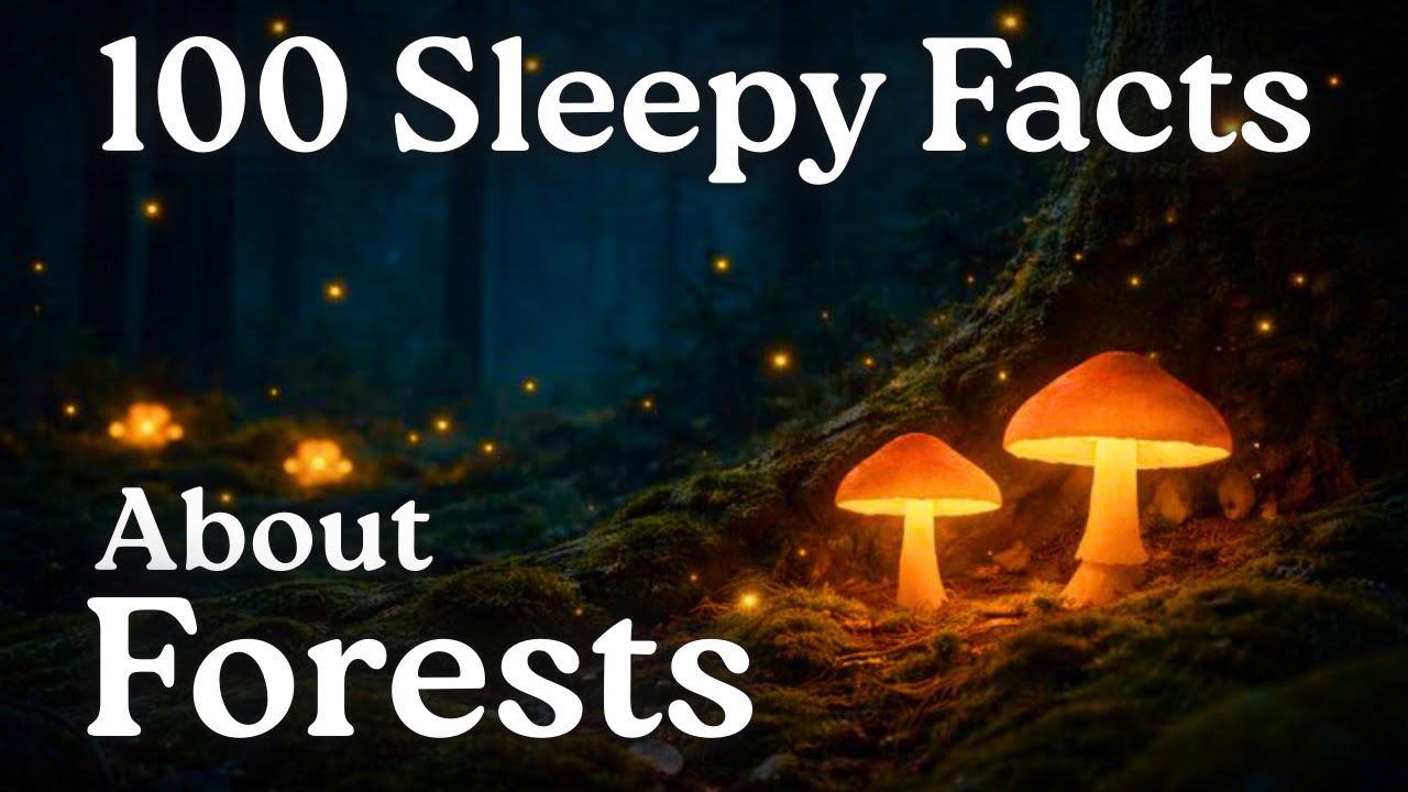The Most Relaxing Facts About Forests To Fall Asleep To