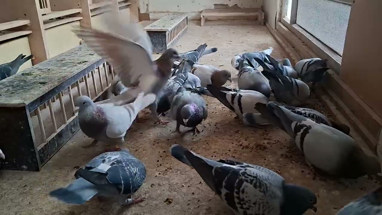#Loft #Flugtauben#Jan Theelen ##Gebr.Kuijpers #Jan Ernest #Marathon #Pigeons #birds 