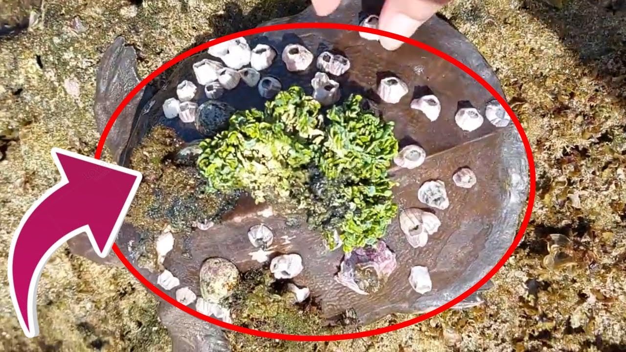 DISTURBING TRUTH! How Barnacles Slowly Destroy Sea Turtles #BarnacleRemoval