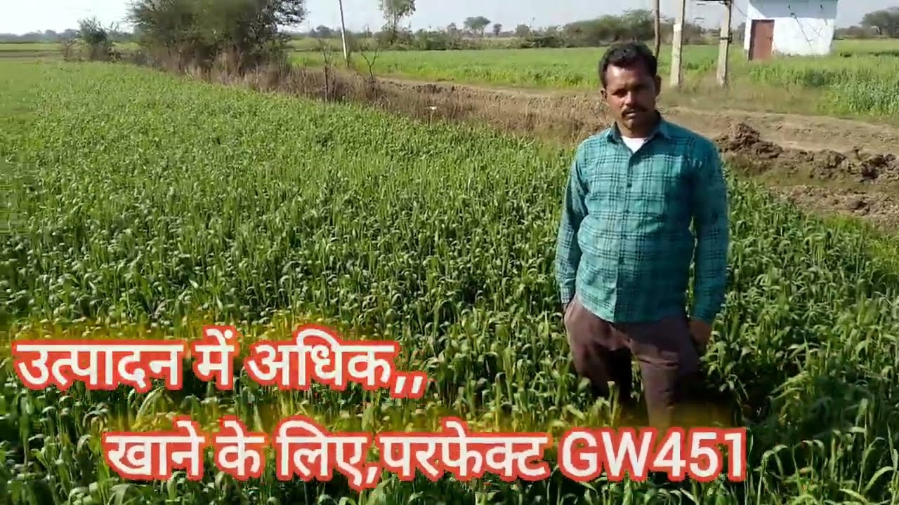 GW-451गेहूं बीज/कम पानी मे अधिक उत्पादन #गेहूं_की_खेती  #गेहूं_की_किस्म