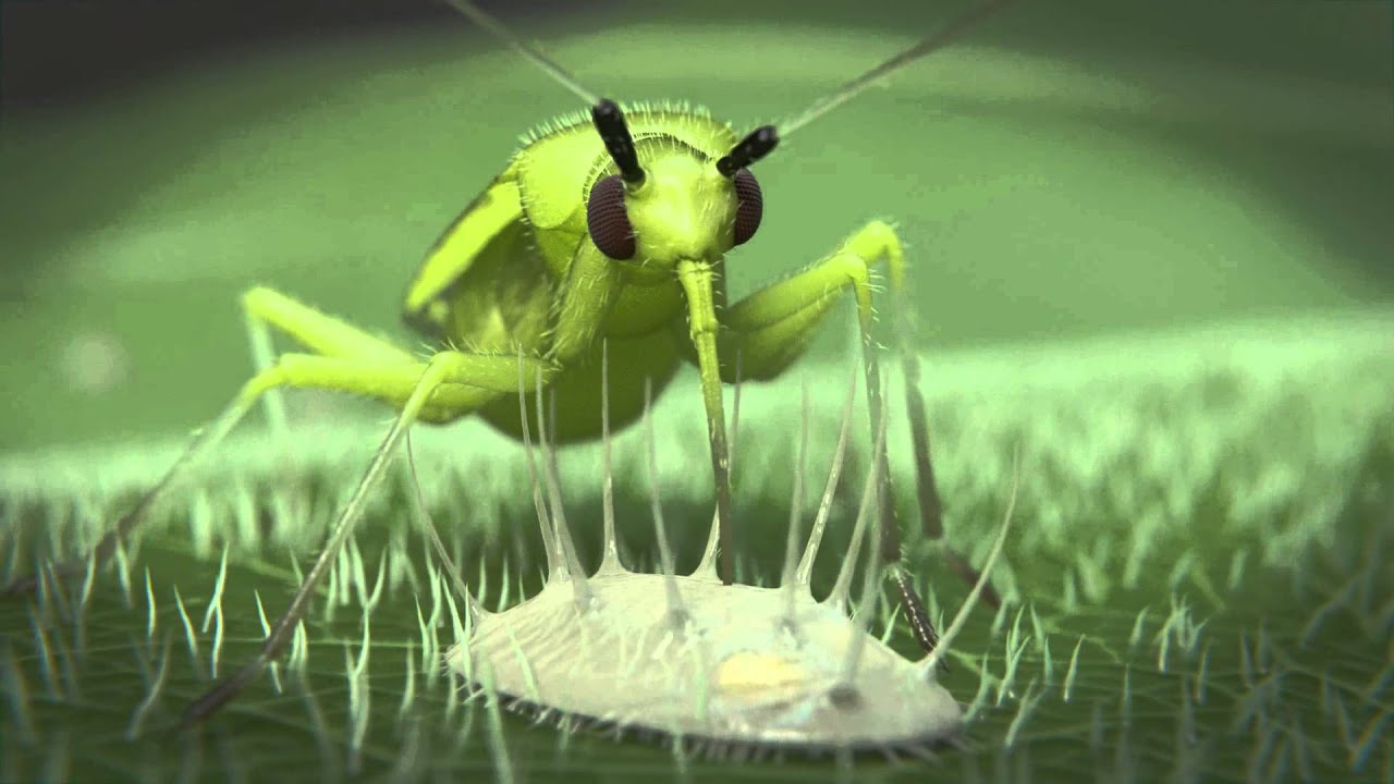 Macrolophus at work